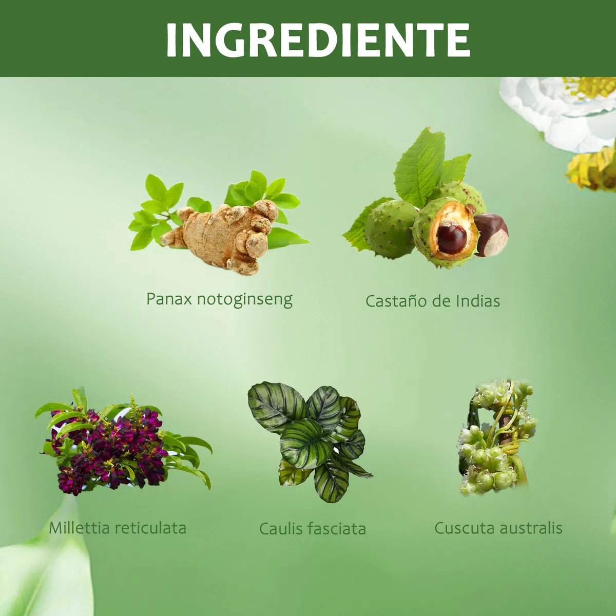 🌿DETOX HERBAL Mejora la Circulación y la Hinchazón✨